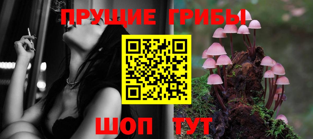 Галлюциногенные грибы Psilocybe Вышний Волочёк